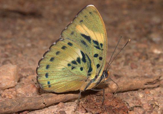 Euphaedra ceres male UNS